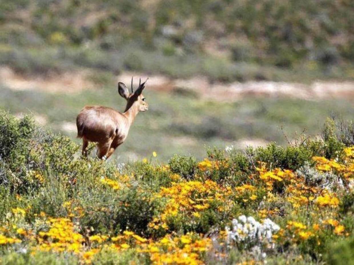 Aardvark Bioreserve Ladismith Exterior foto