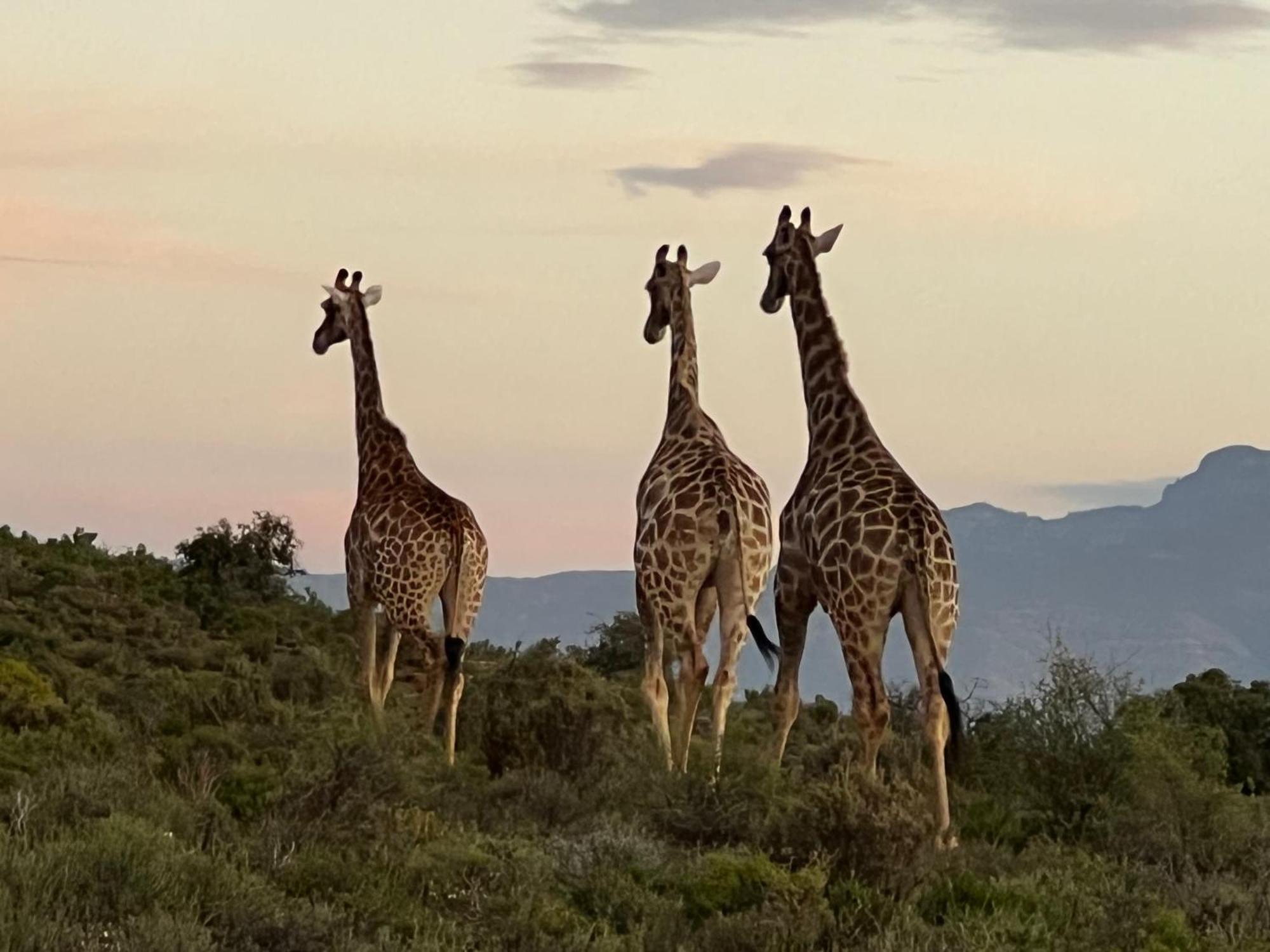 Aardvark Bioreserve Ladismith Exterior foto