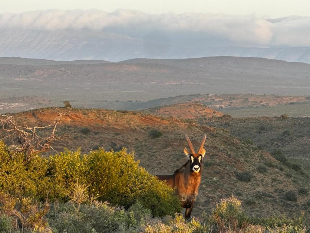 Aardvark Bioreserve Ladismith Exterior foto