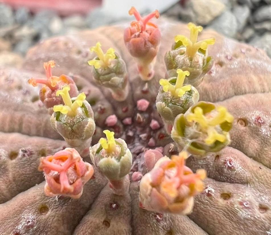 Aardvark Bioreserve Ladismith Exterior foto